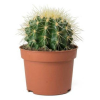 Cactus ( Golden Ball )