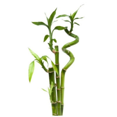 Lucky Bamboo Stem..
