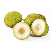 Breadfruit