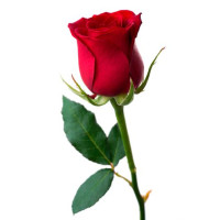 Long Stem Red Rose